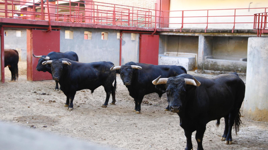 Toros en corrales