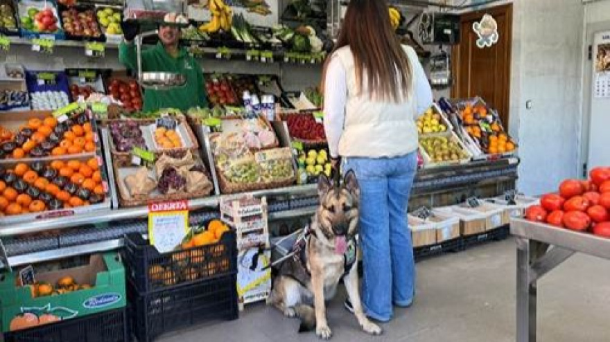 Perro guía en un supermercado