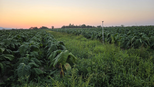 Plantación de tabaco Kentucky en la comarca de La Vera.