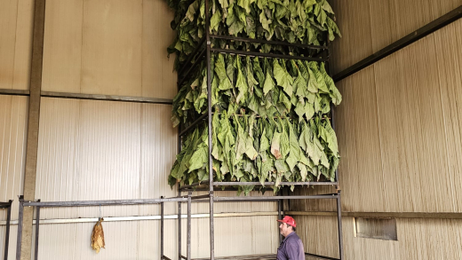 Varios trabajadores de la comarca de La Vera recogen el tabaco Kentucky.