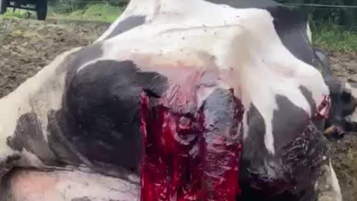 vaca muerta tras ataque de lobo en una granja de O Pino (A Coruña)