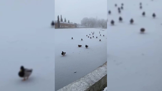 Patos en la dársena de Palencia.