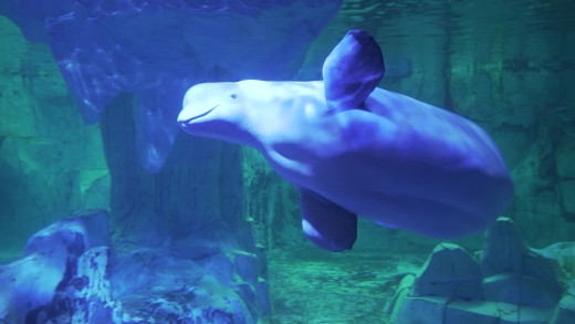 LAS CUATRO BELUGAS EN EL OCEANOGRÀFIC