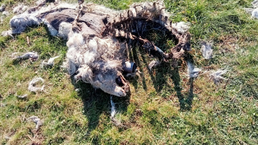 El lobo mata una veintena de ovejas a un ganadero de Pendes, en el último mes: "Es insostenible"