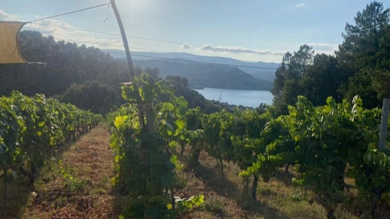 Viñedo en Castrelo de Miño donde se realiza la experiencia