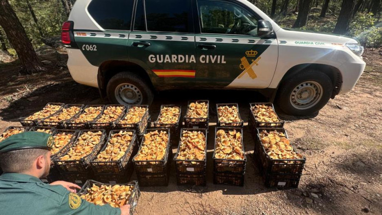 250 kilos de níscalos requisados por la Guardia Civil