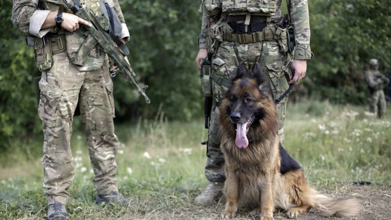 Perro del ejército