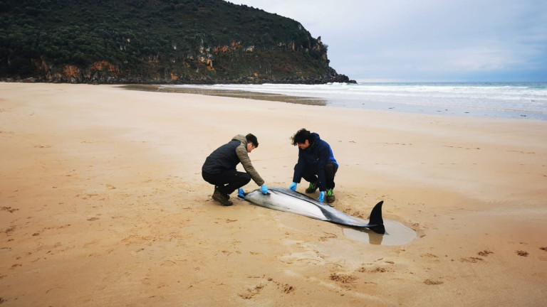 Revarca trabajando en la playa de Berria