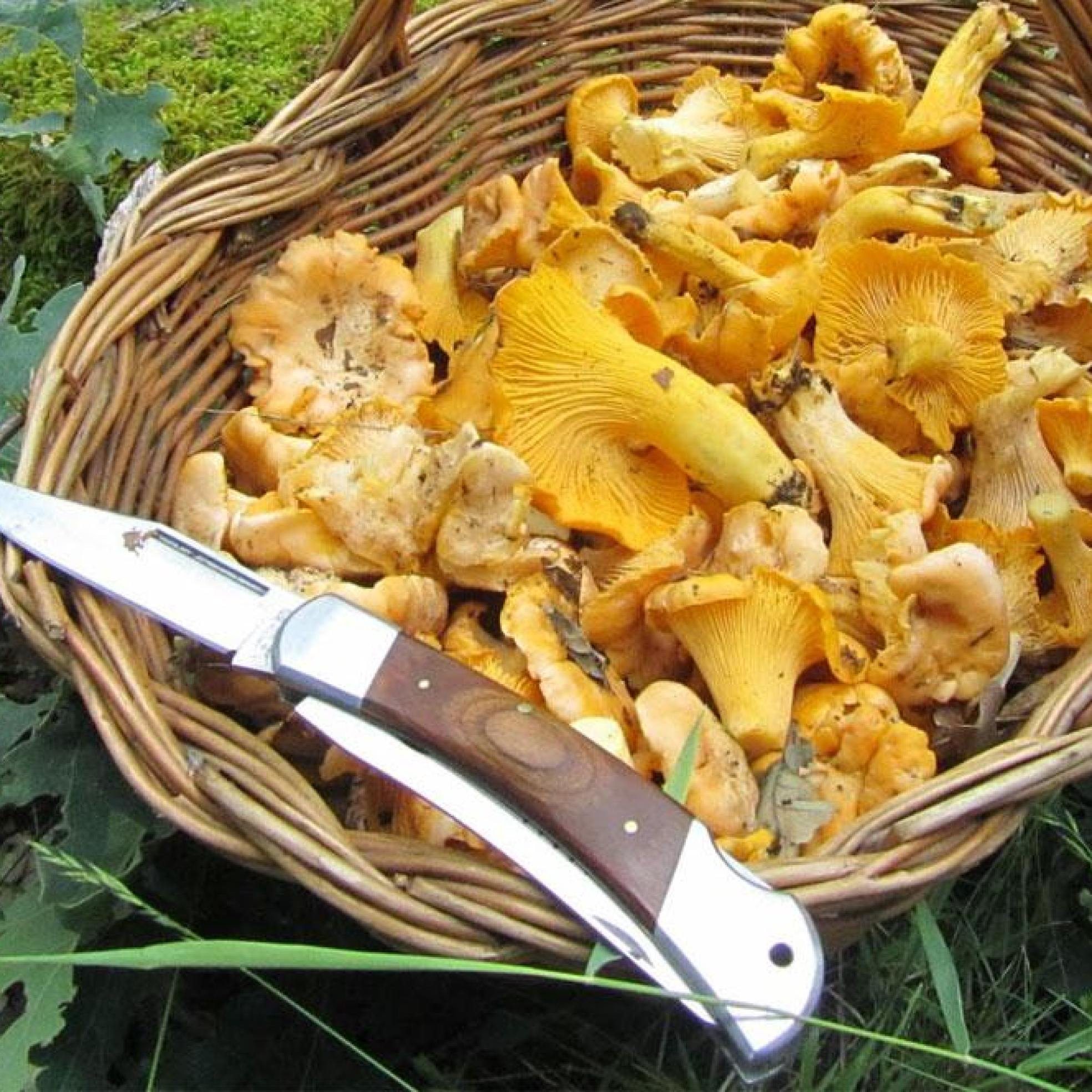 Oído Cocina: la mejor forma de degustar setas este otoño y un musical muy especial