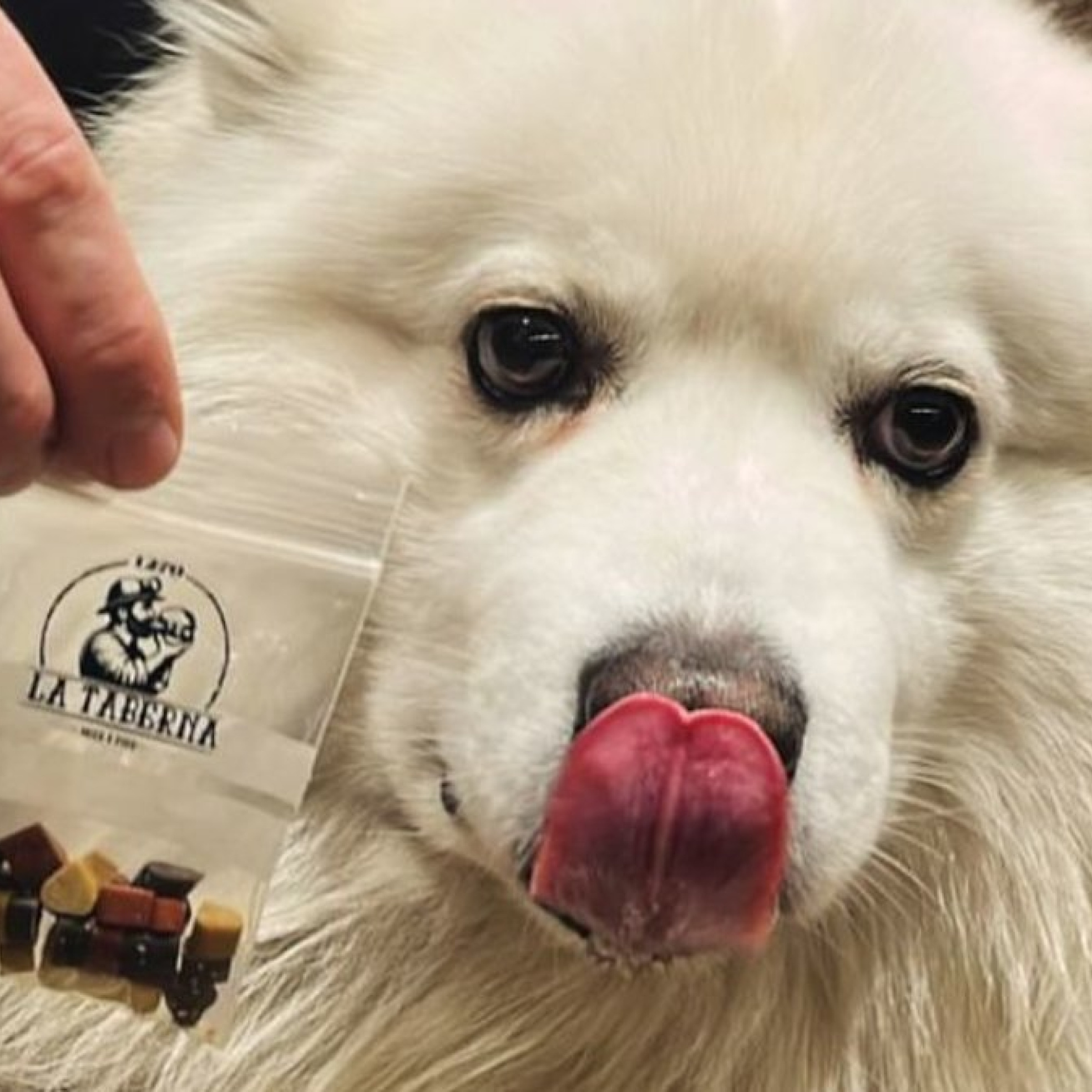 Un bar de León donde el perro tiene derecho a tapa