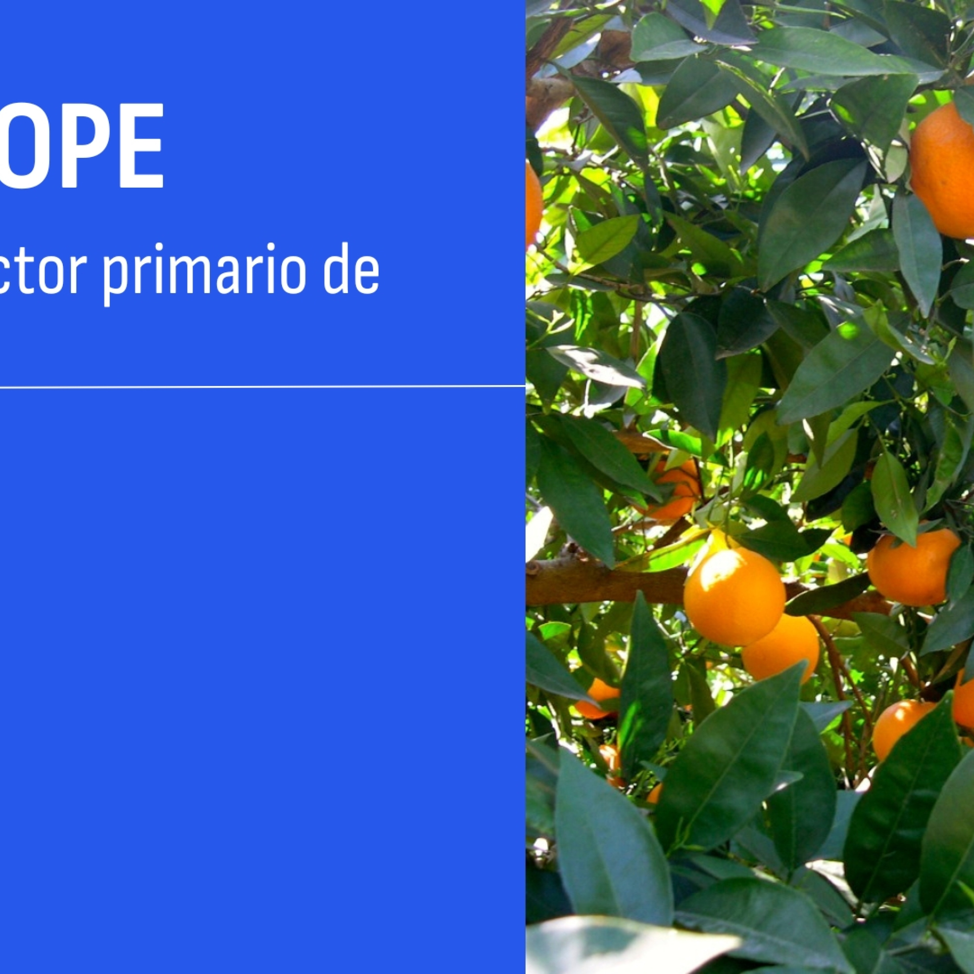 AGROCOPE CASTELLÓN | 22 JUL 2026 episode artwork