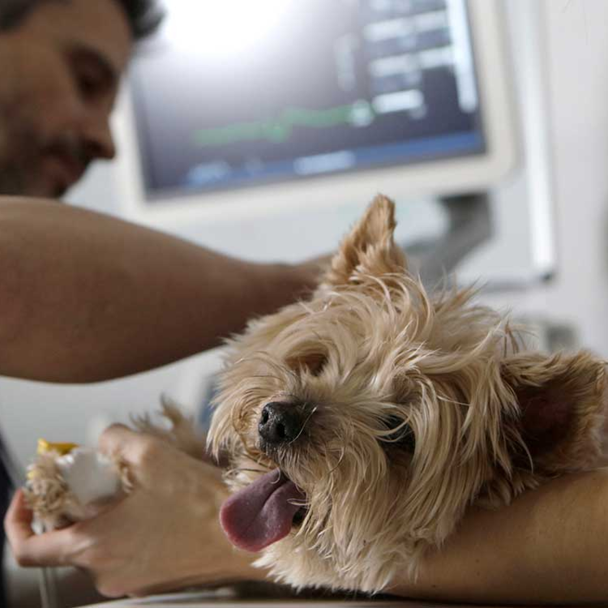 Alexis Santana, cardiólogo veterinario: "Hay que observar cómo respira el animal cuando está durmiendo; tiene que respirar por debajo de 40. Si está por encima de 50, tiene que llevarlo al veterinario"