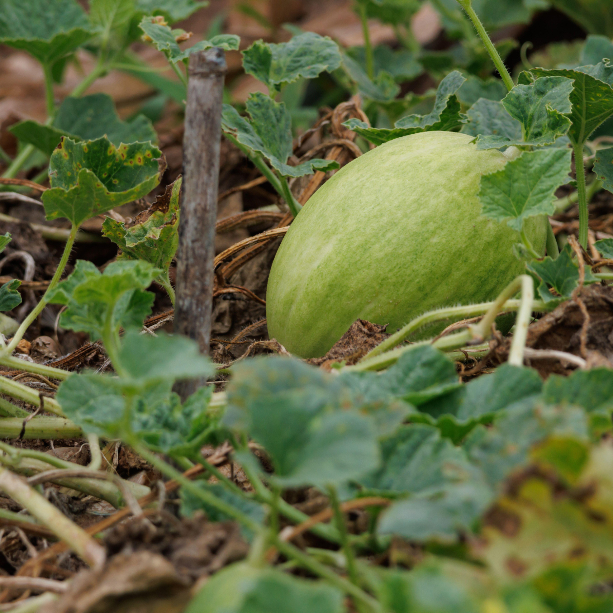Juan Peña, agricultor: "Tengo 200.000 kilos de melones a los que no puedo dar salida, el precio no renta, al final se los comerán los animales" episode artwork