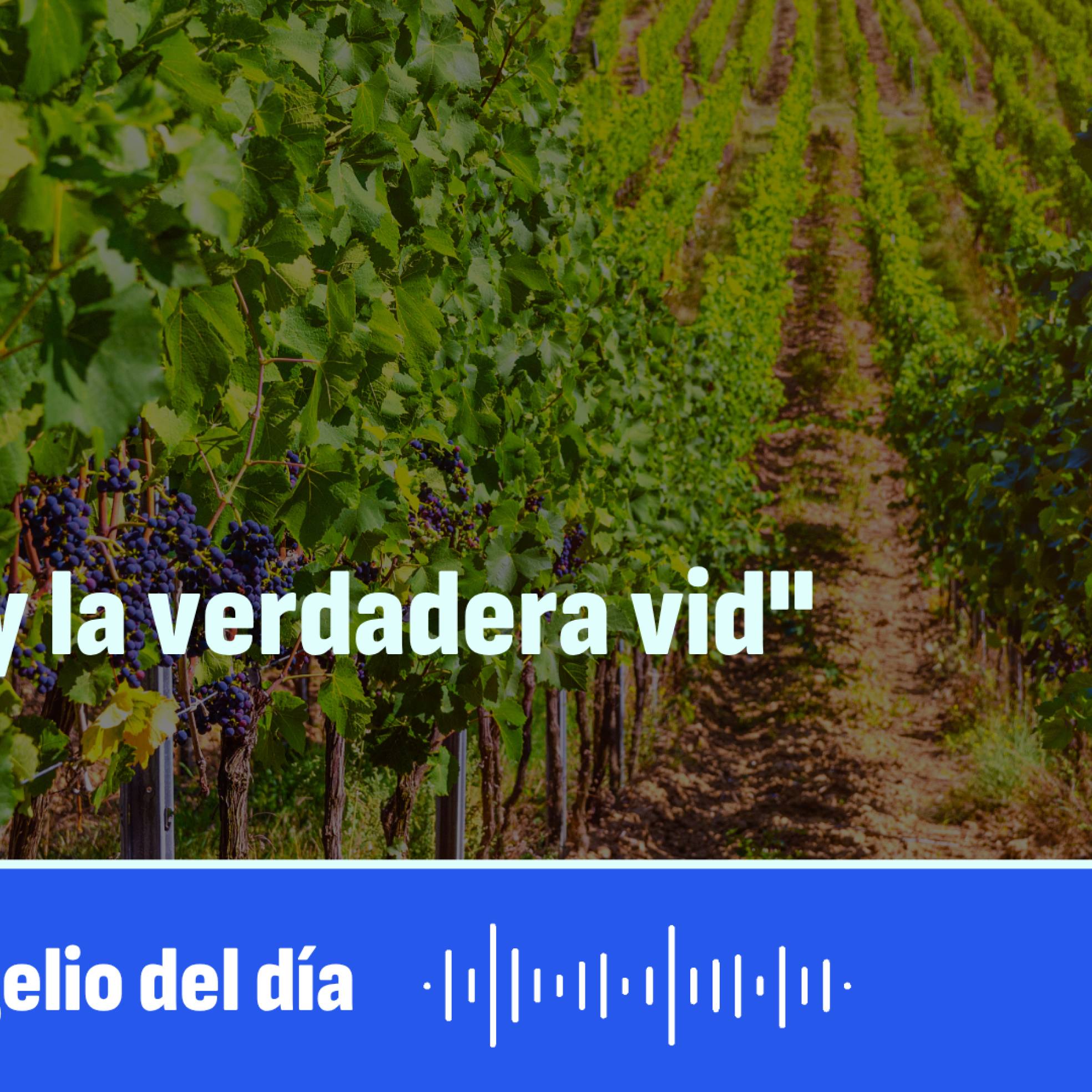 "Yo soy la verdadera vid" episode artwork