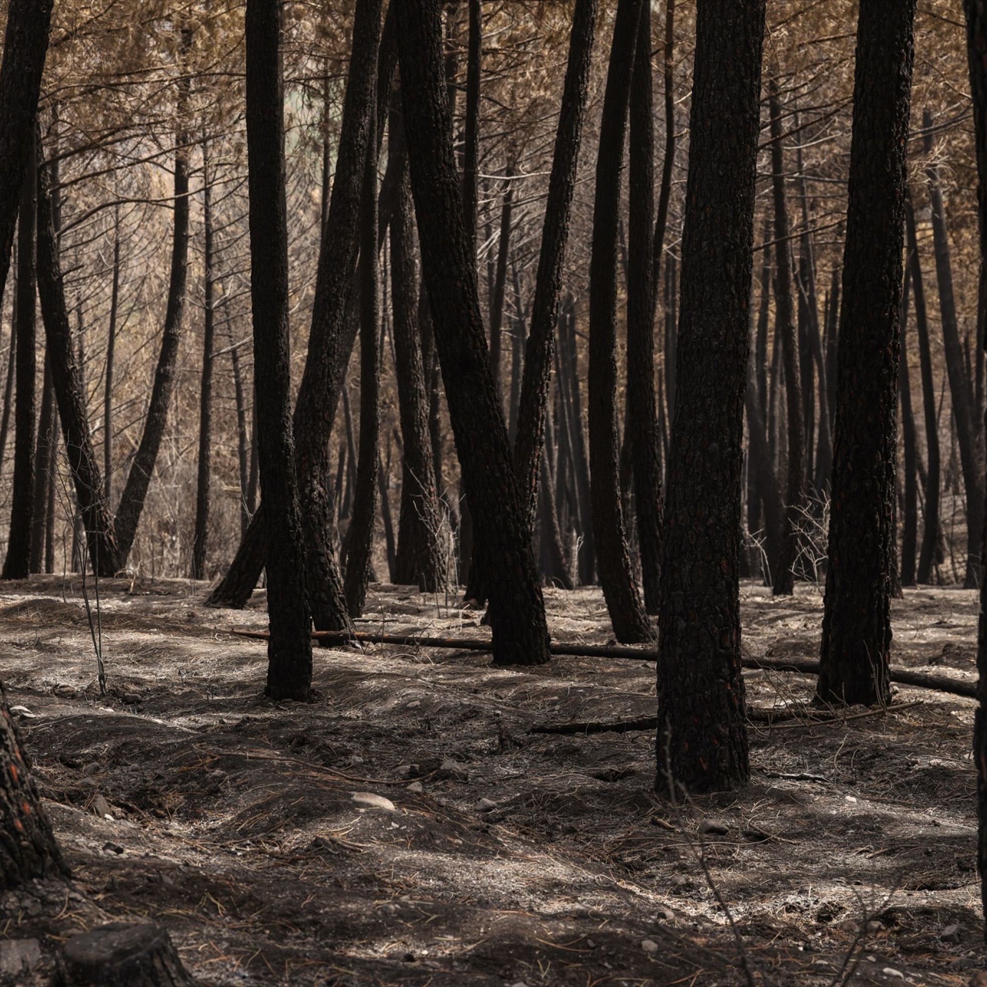 "Los vecinos afectados por los incendios de Guadalajara no paran de repetir que no nos olvidemos de ellos, el futuro es más negro, incluso, que el paisaje que que ha dejado" episode artwork