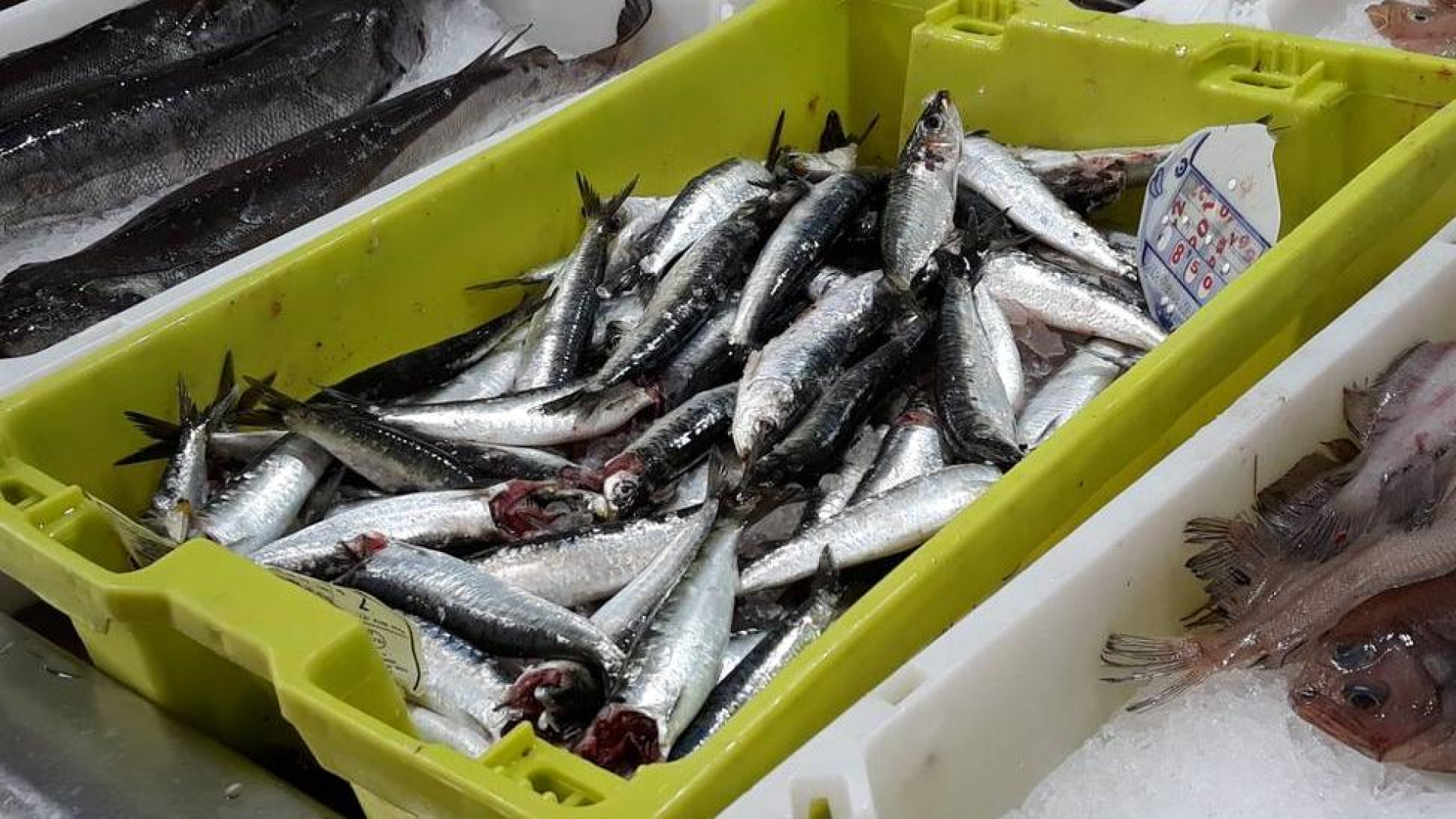 Los pescadores gallegos advierten de que no habrá sardina capturada en España a partir de mediados del mes de julio: 