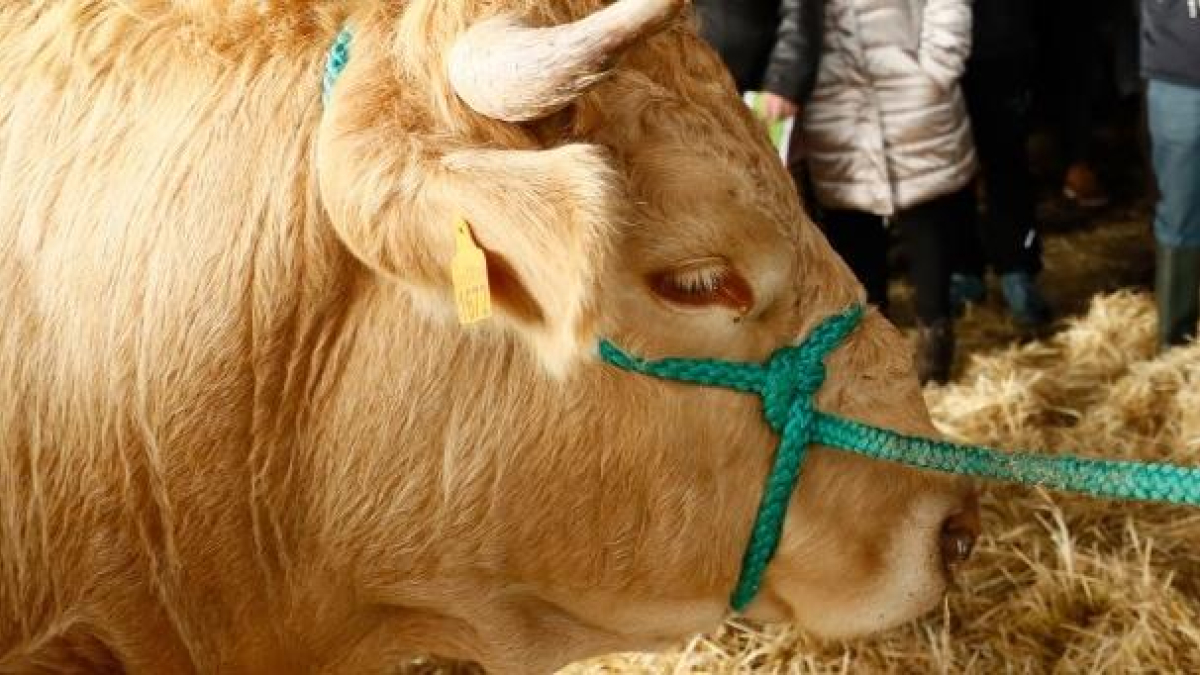 Productores gallegos de vacuno de carne se niegan a la inclu