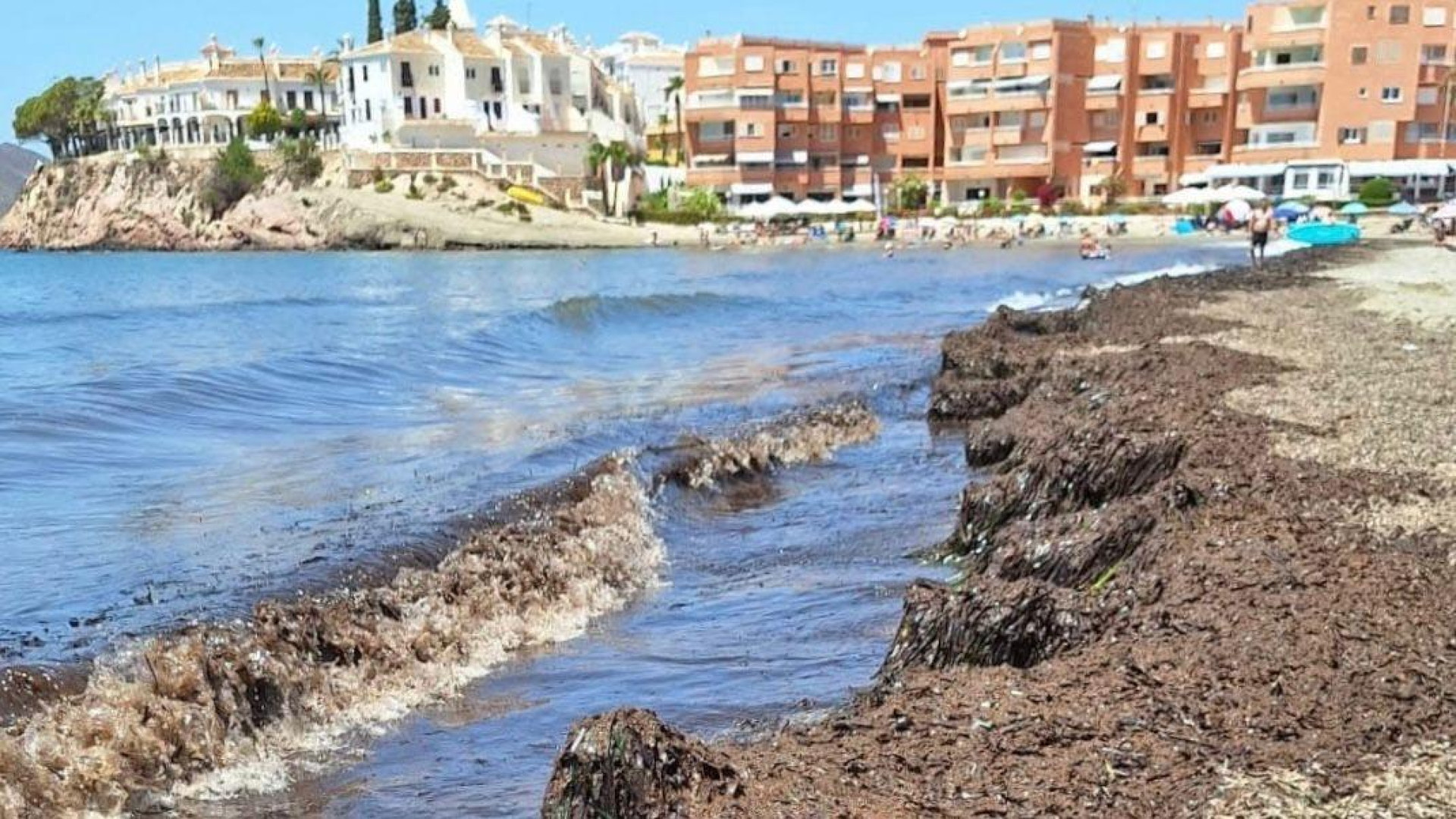 El PP pide al Ayuntamiento de Águilas que retire las algas muertas de las playas urbanas