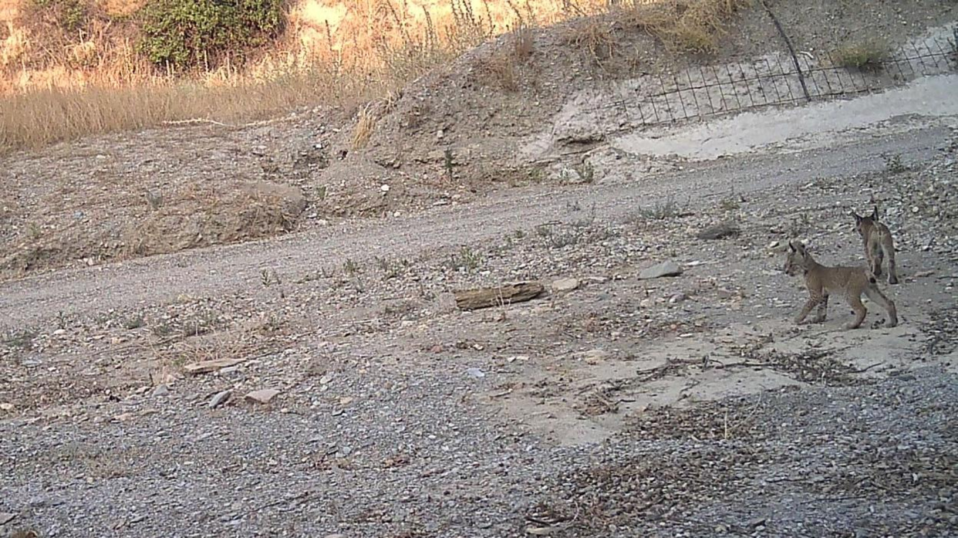 Una hembra de lince liberada en Lorca da a luz a cachorros en Vélez Rubio (Almería)