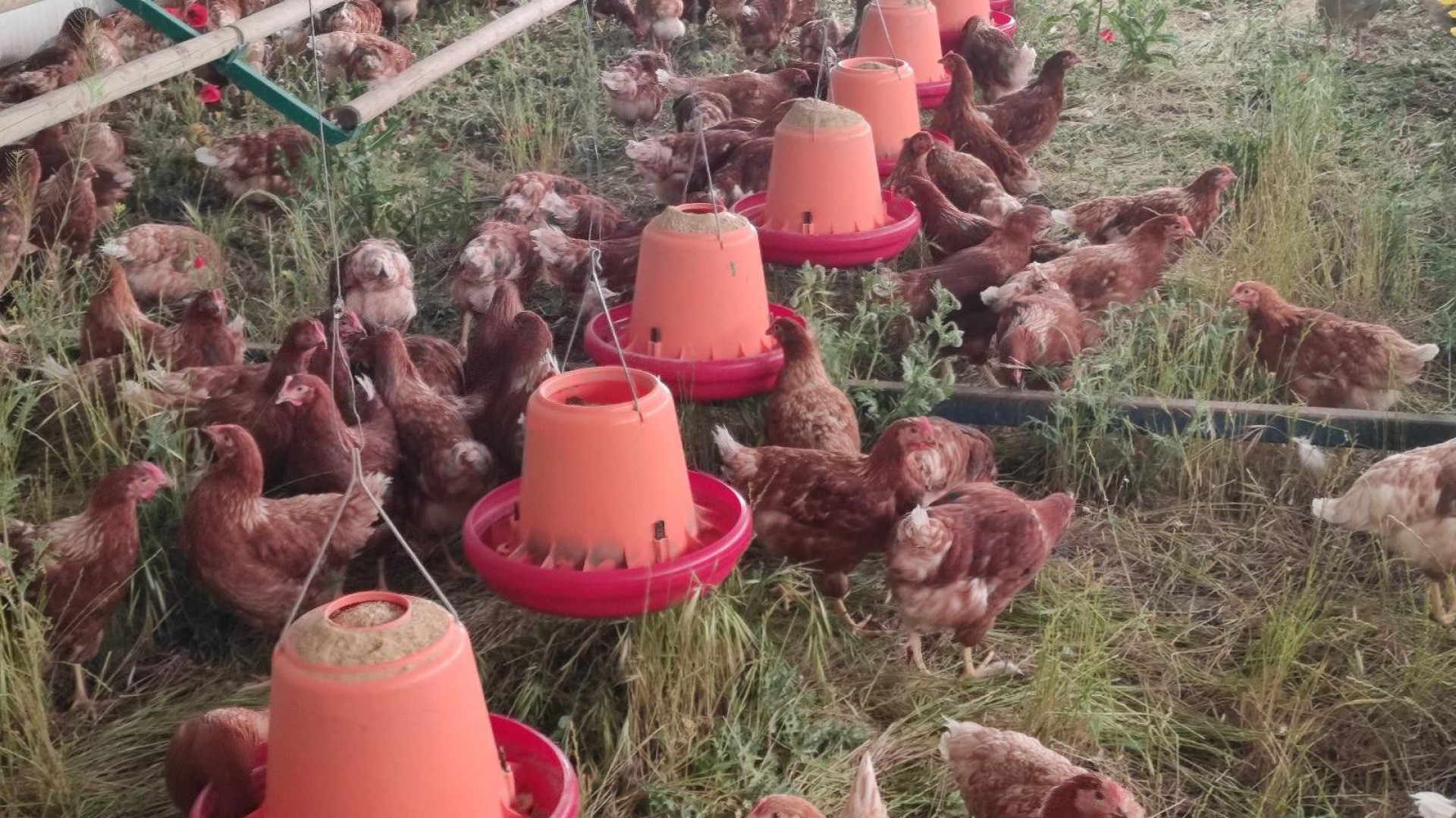 Confinamiento de gallinas: la preocupación se dispara en el sector avícola abulense por la gripe aviar