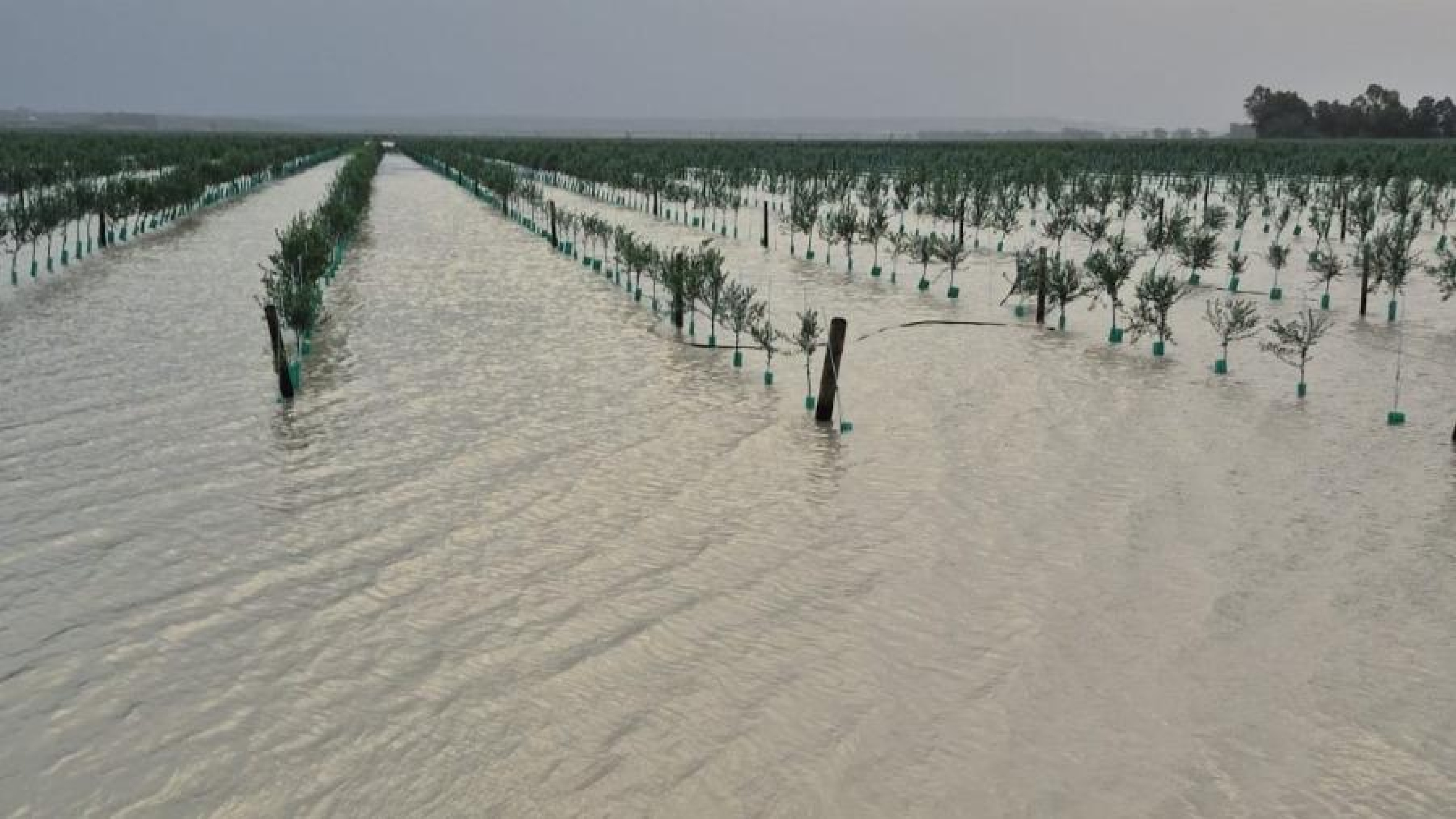 ASAJA Cádiz cifra en 527 millones de euros las pérdidas en el campo gaditano tras el temporal