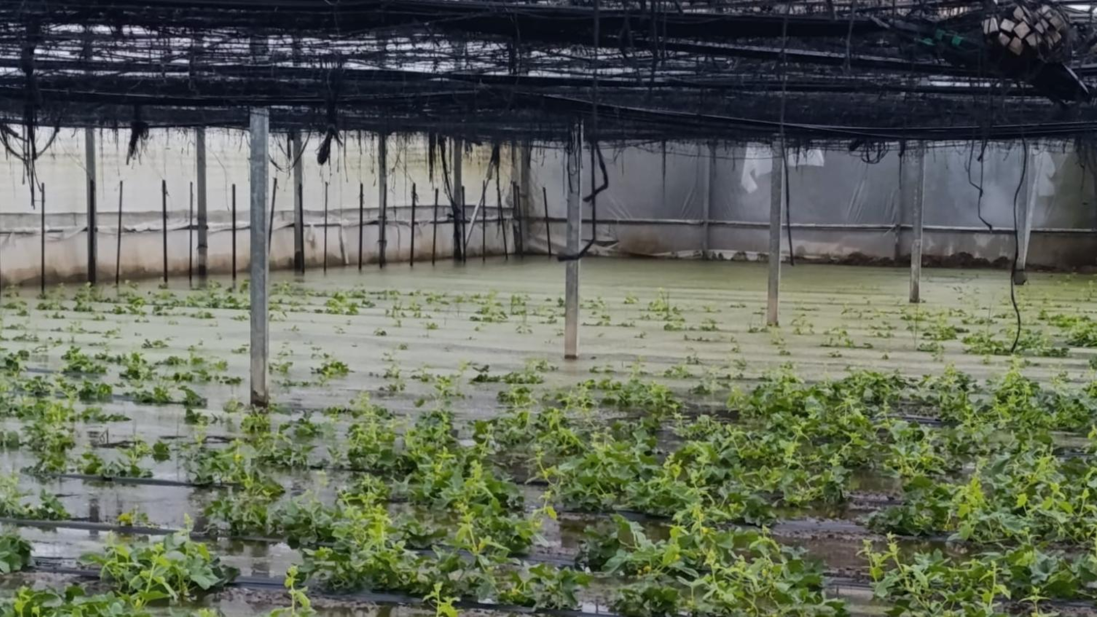 Los agricultores de la Costa Noroeste recurren al 112 para achicar el agua que ahoga los cultivos, con pérdidas cuantiosas en los invernaderos