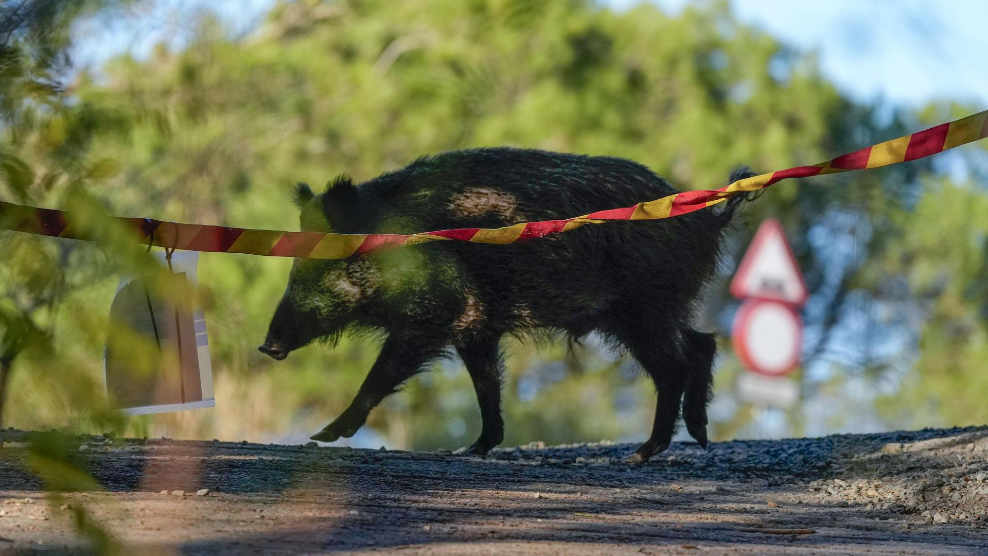 La Generalitat confirma 11 nuevos casos de peste porcina y eleva la cifra de jabalíes infectados a 336