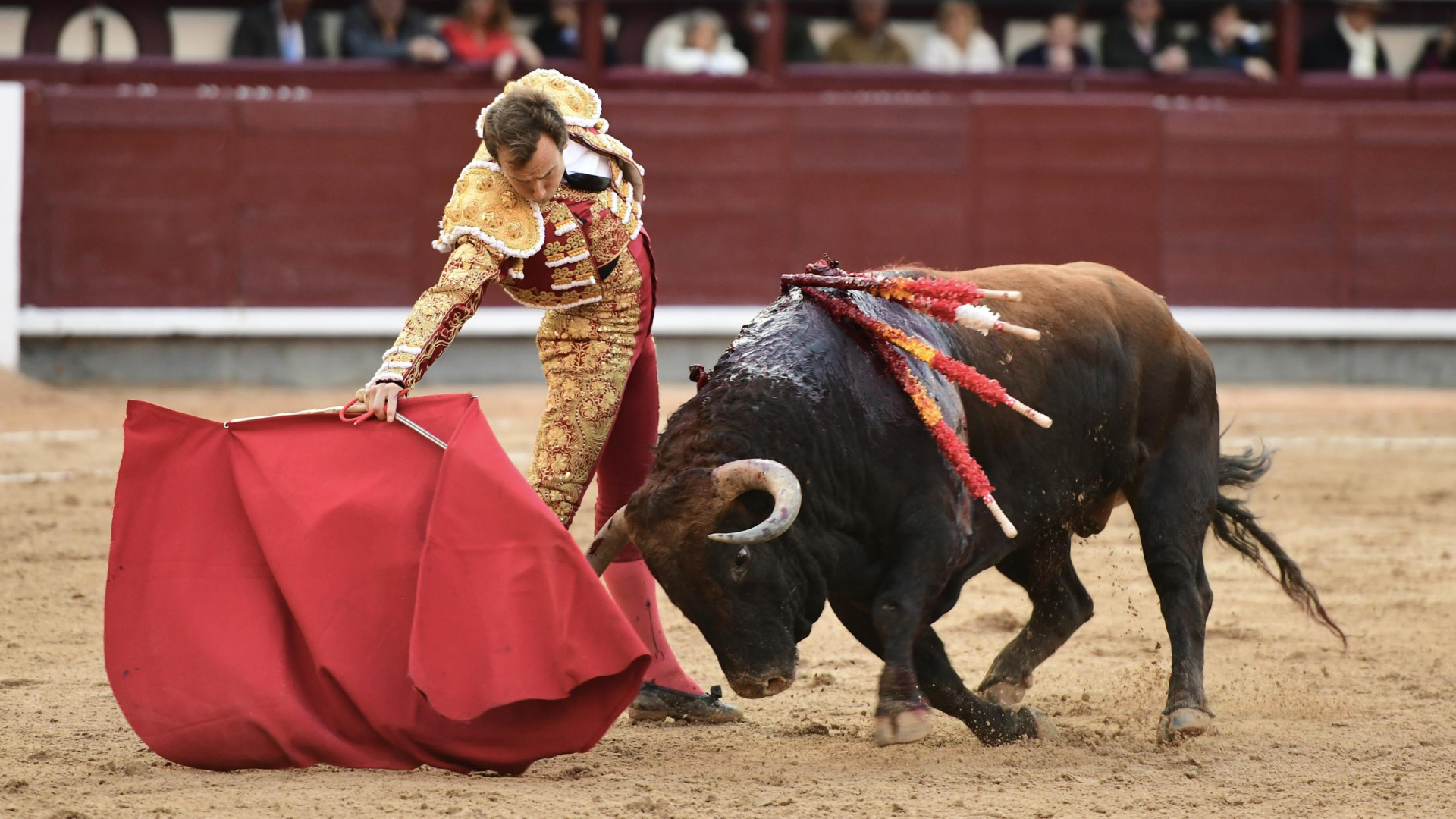 Román encuentra premio ante un notable toro del Conde de Mayalde