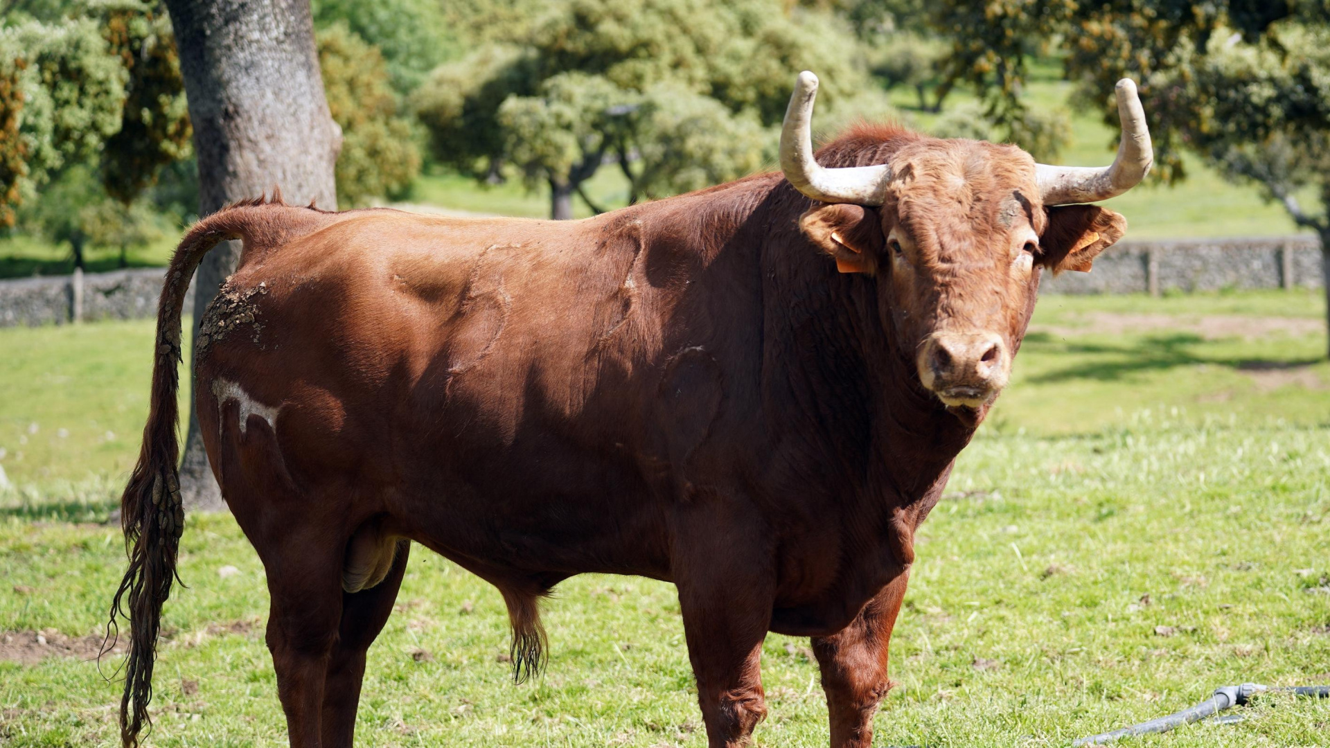 Los toros de El Pilar para la Corrida de la Oportundidad de Valladolid