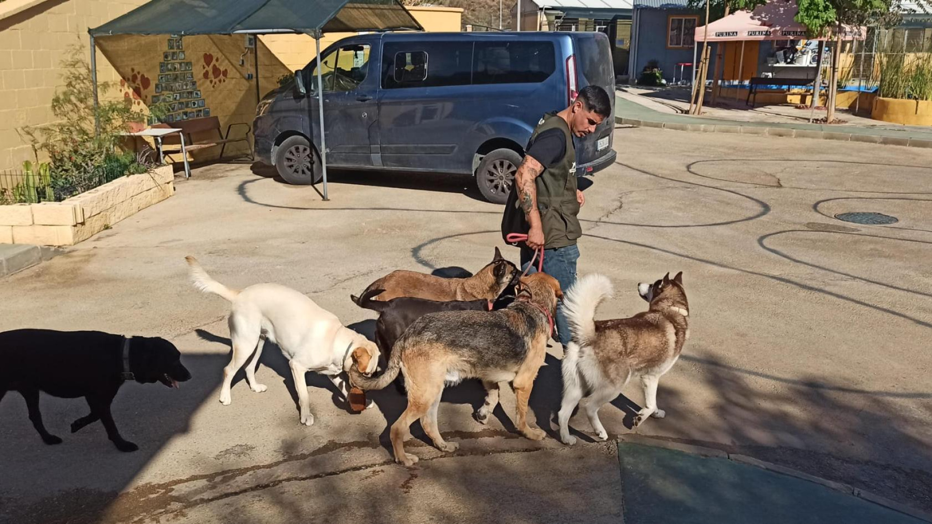 La terapia con perros abandonados que transforma a los presos de la cárcel de Málaga: ''Nos devolvéis la vida''
