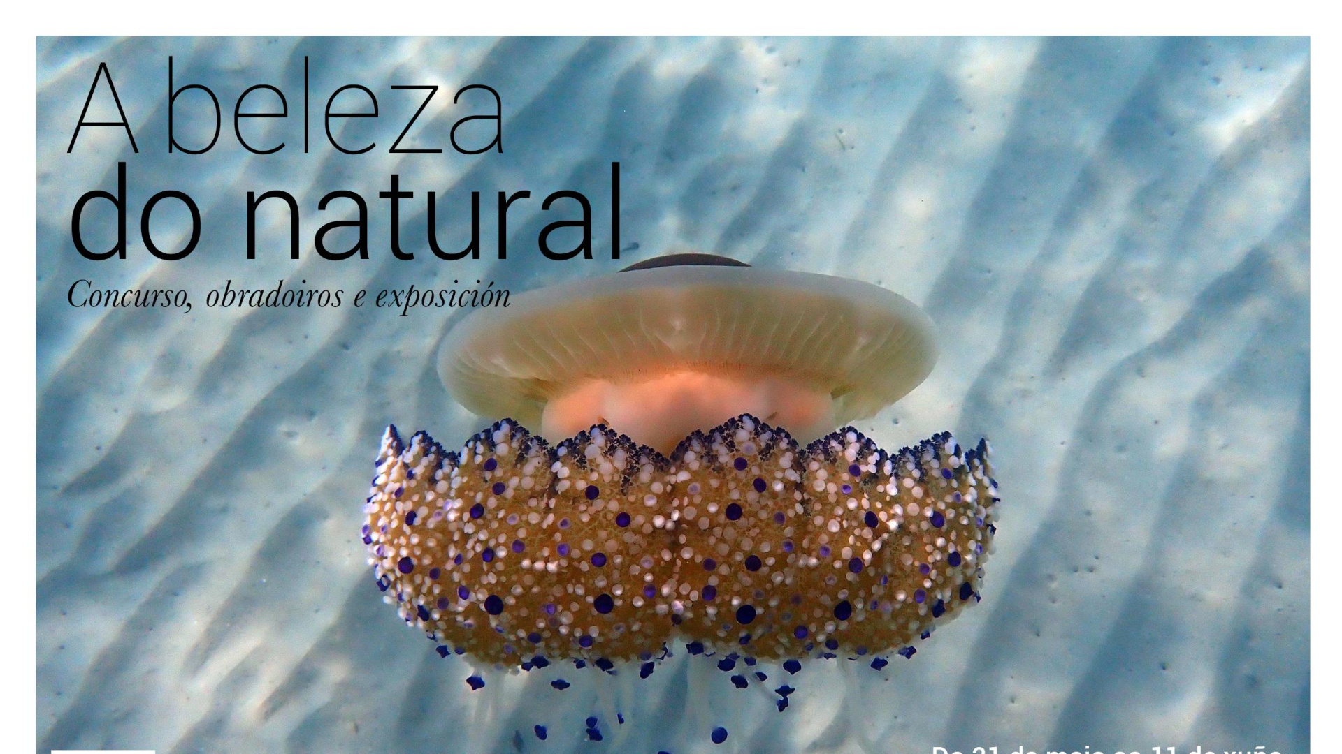 A beleza do natural: a UVigo leva ao Pazo Provincial unha exposición sobre biodiversidade
