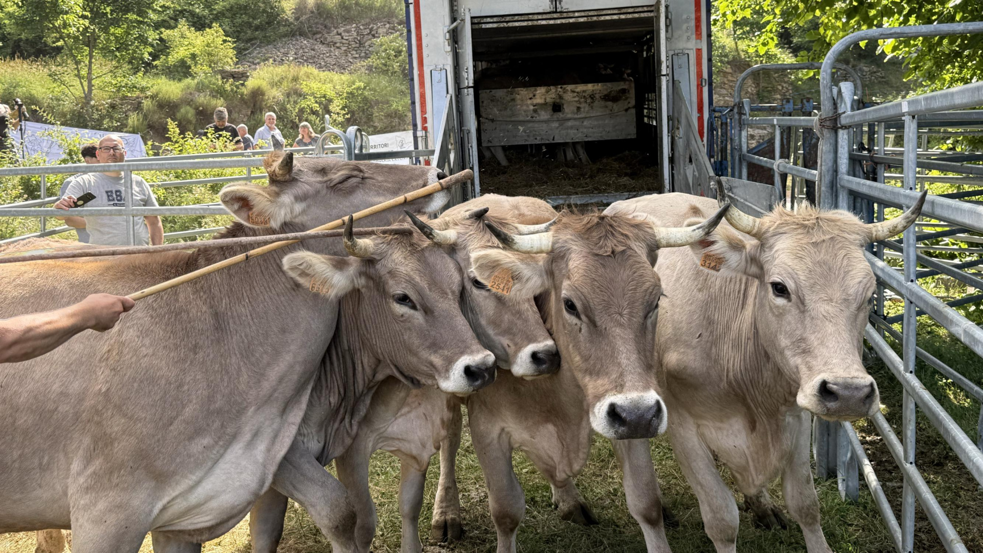 La tuberculosis obliga a sacrificar 200 animales en el Palla