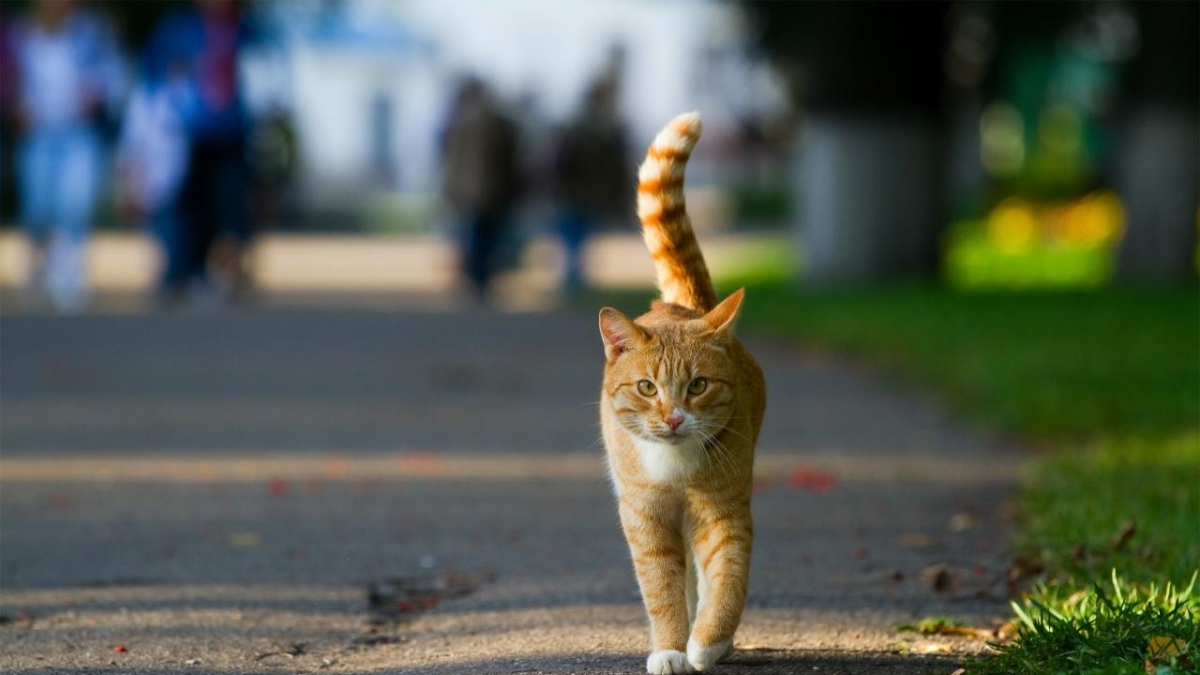 Alejandro Arce, veterinario: “Nunca pongáis un lirio en casa si tenéis gatos”