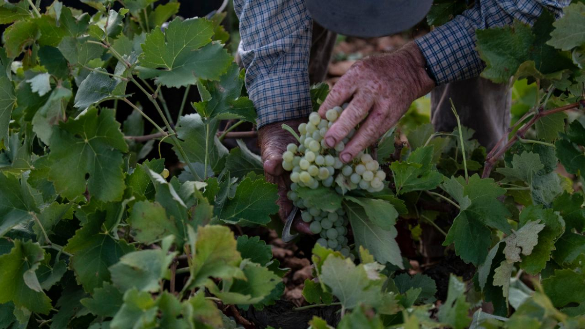 Agricultura recibe 619 solicitudes para la cosecha en verde, menos de la mitad que el pasado año: El 70% proceden de agricultores profesionales