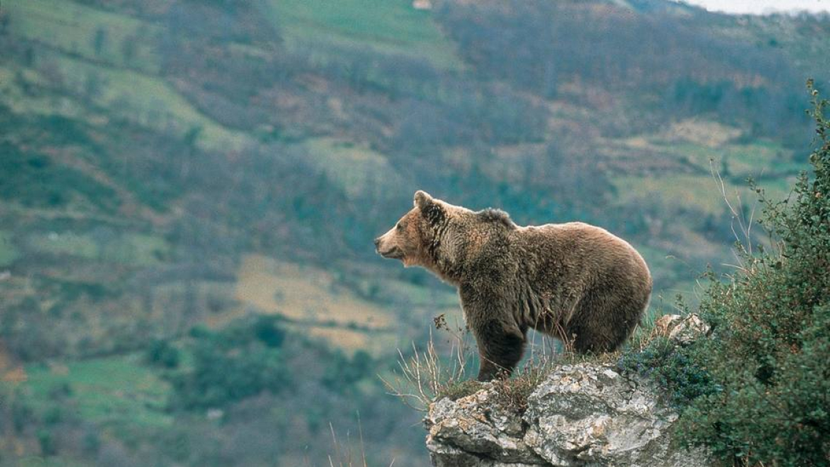 Oso pardo en Galicia: onde está, de que se alimenta e cómo interactuar