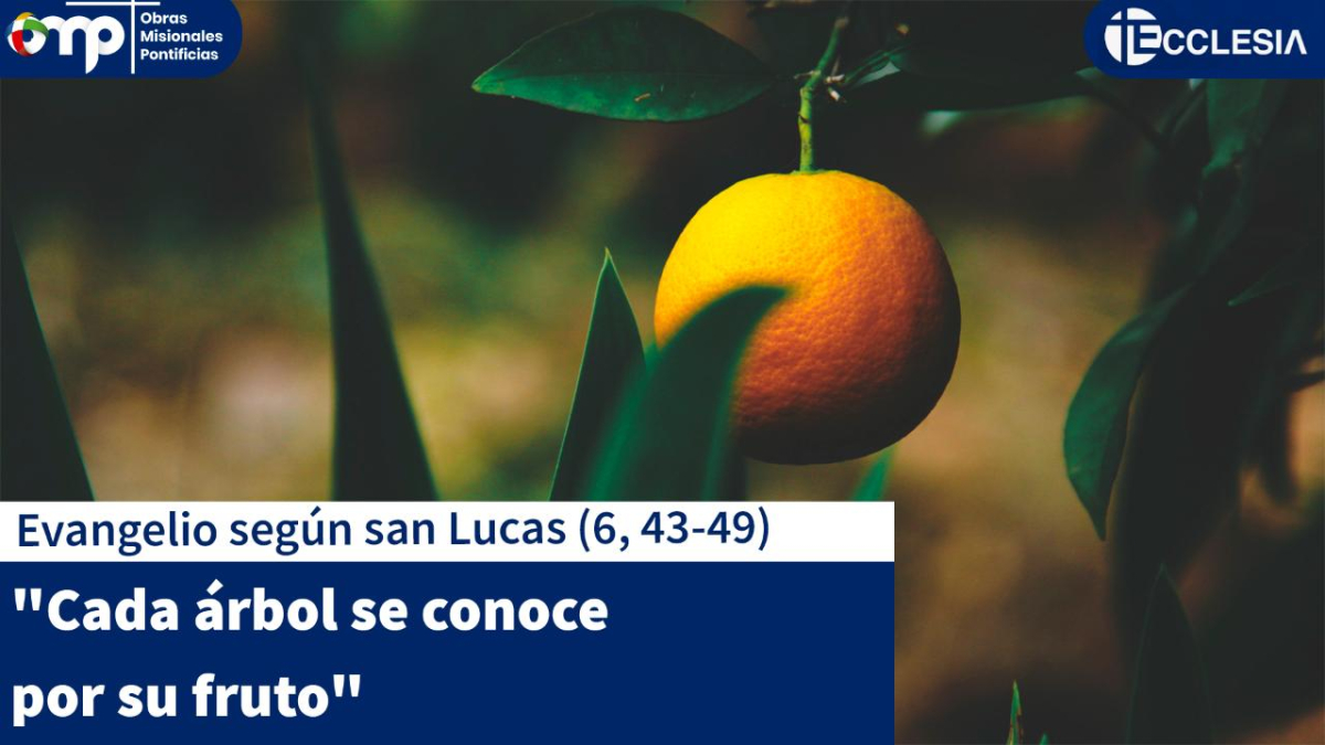 "Cada árbol se conoce por su fruto"