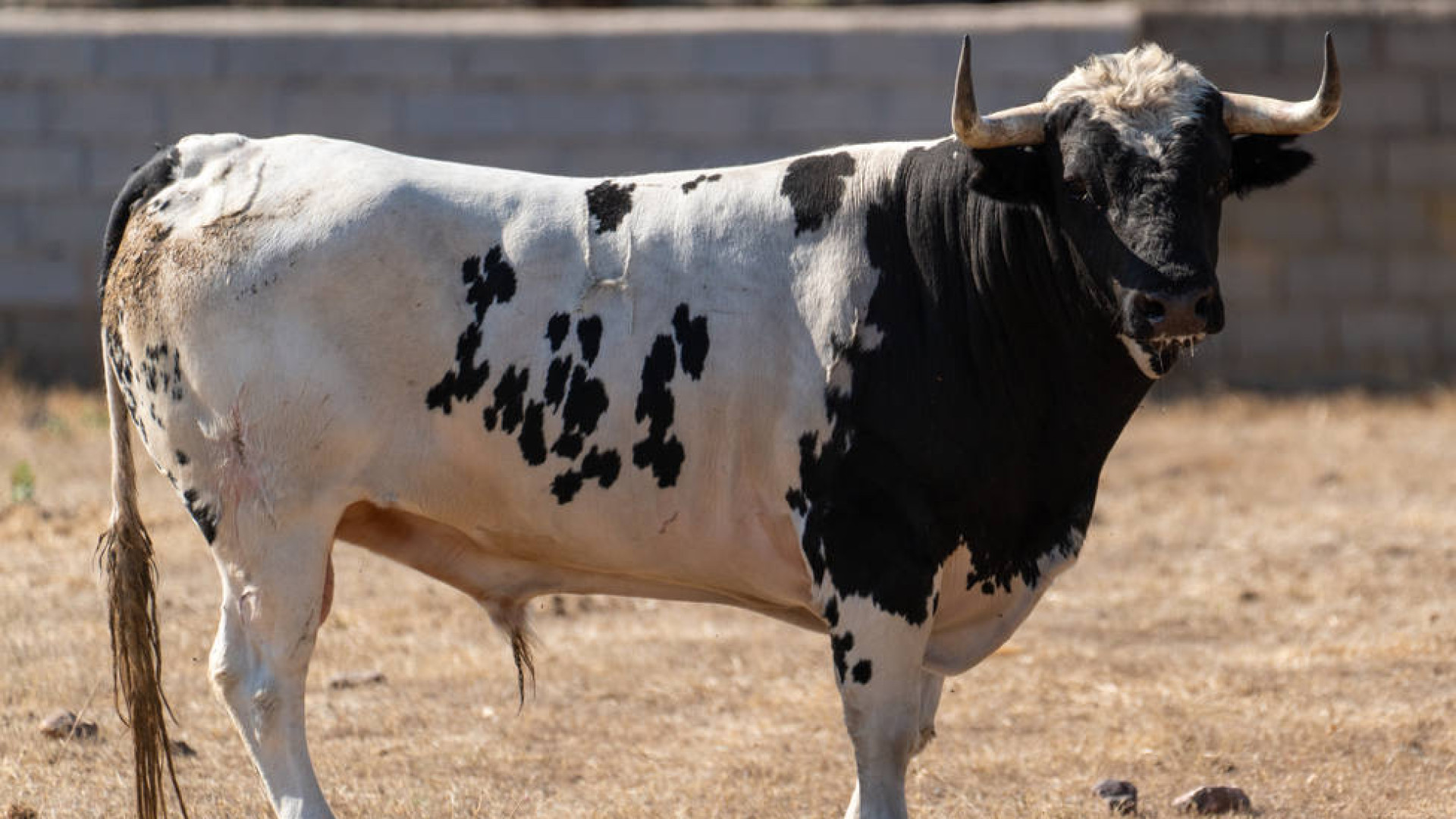 Los toros de Galache para Corella