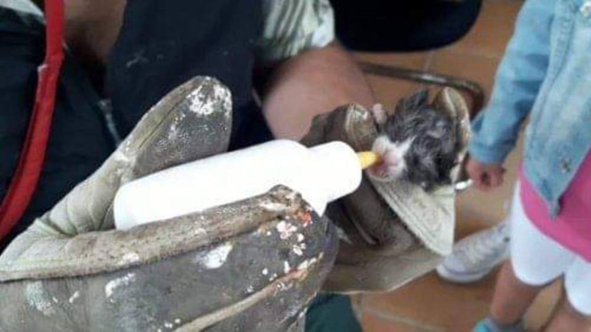 Palma busca familias para salvar a sus gatitos recién nacidos