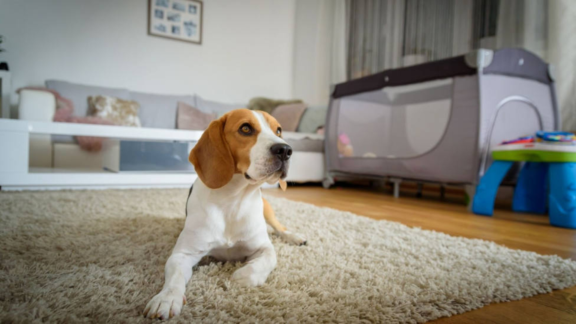 Un juez de Vigo confirma que una comunidad de vecinos puede prohibirte tener mascota en tu propia casa: aunque estés de alquiler o seas propietario
