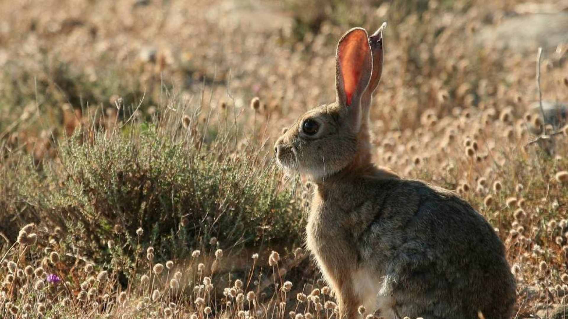 El dilema del conejo en Extremadura: esencial para el lince, pero un problema para las explotaciones agrarias