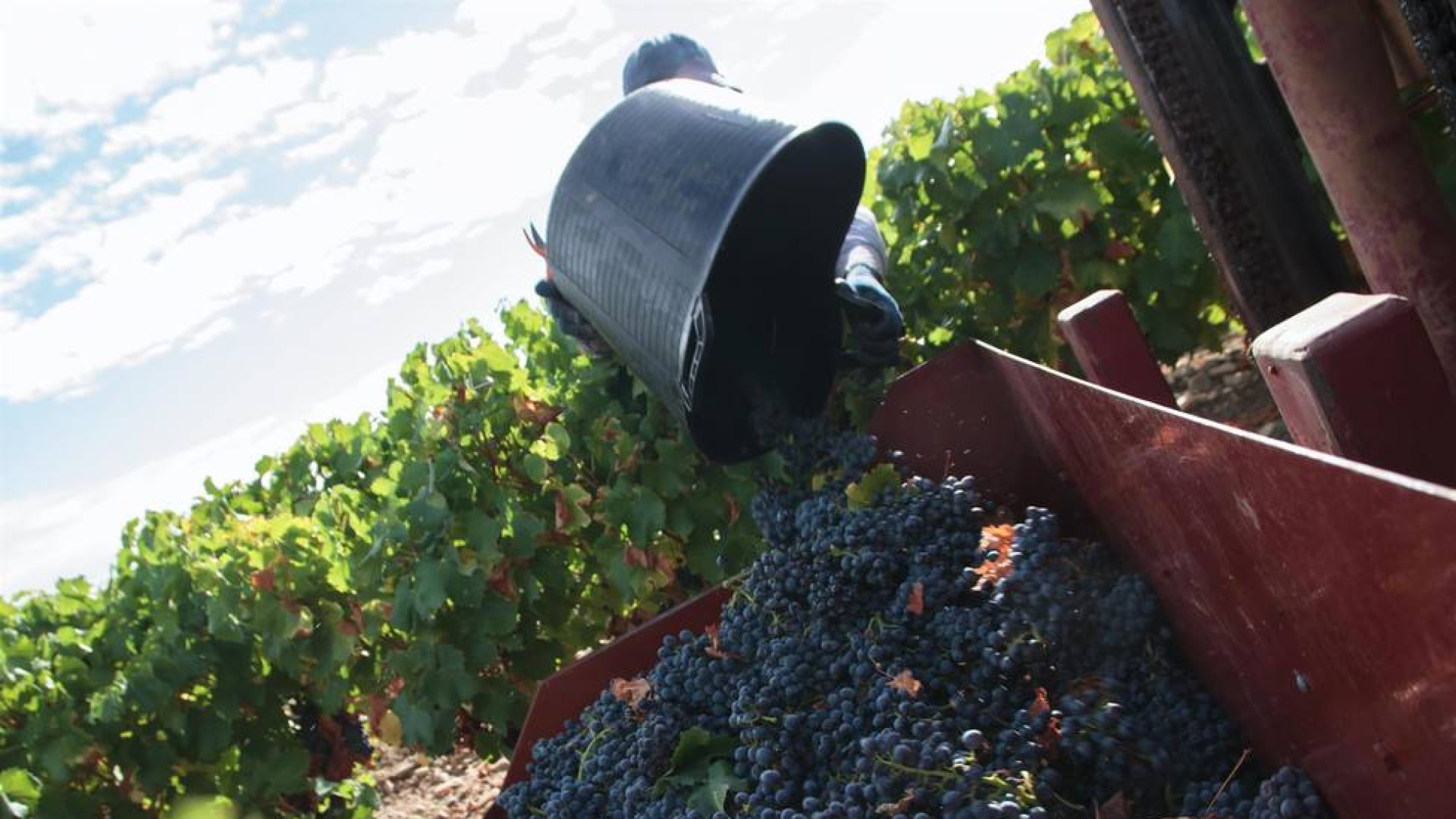 Rioja acumula 840 millones de litros de vino en bodega, aunque reduce existencias por segundo año consecutivo