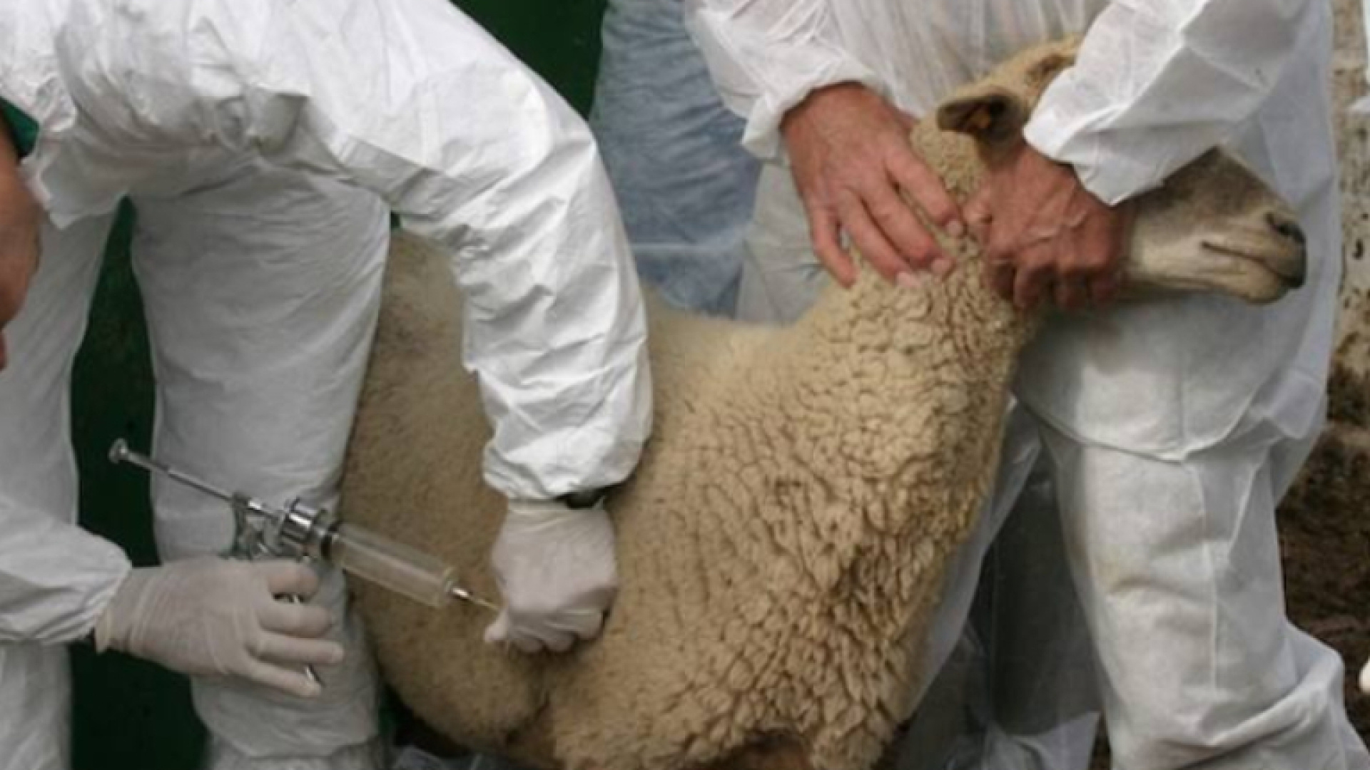 El consejero de Agricultura niega que se haya eliminado la gratuidad de las vacunas frente a la lengua azul y garantiza las dosis