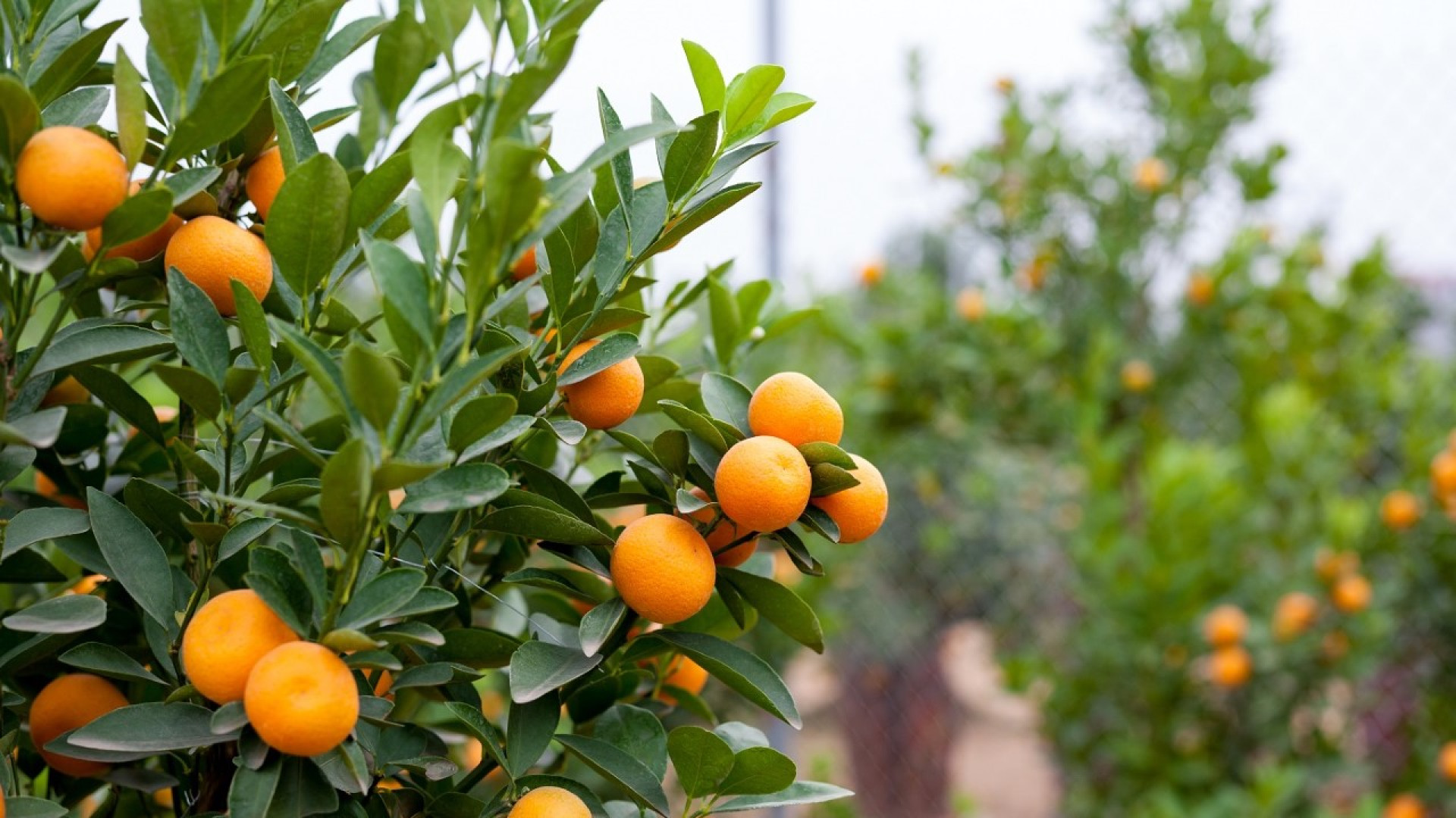 Las lluvias alivian la sequía en Alicante pero castigan los cítricos con fuertes vientos