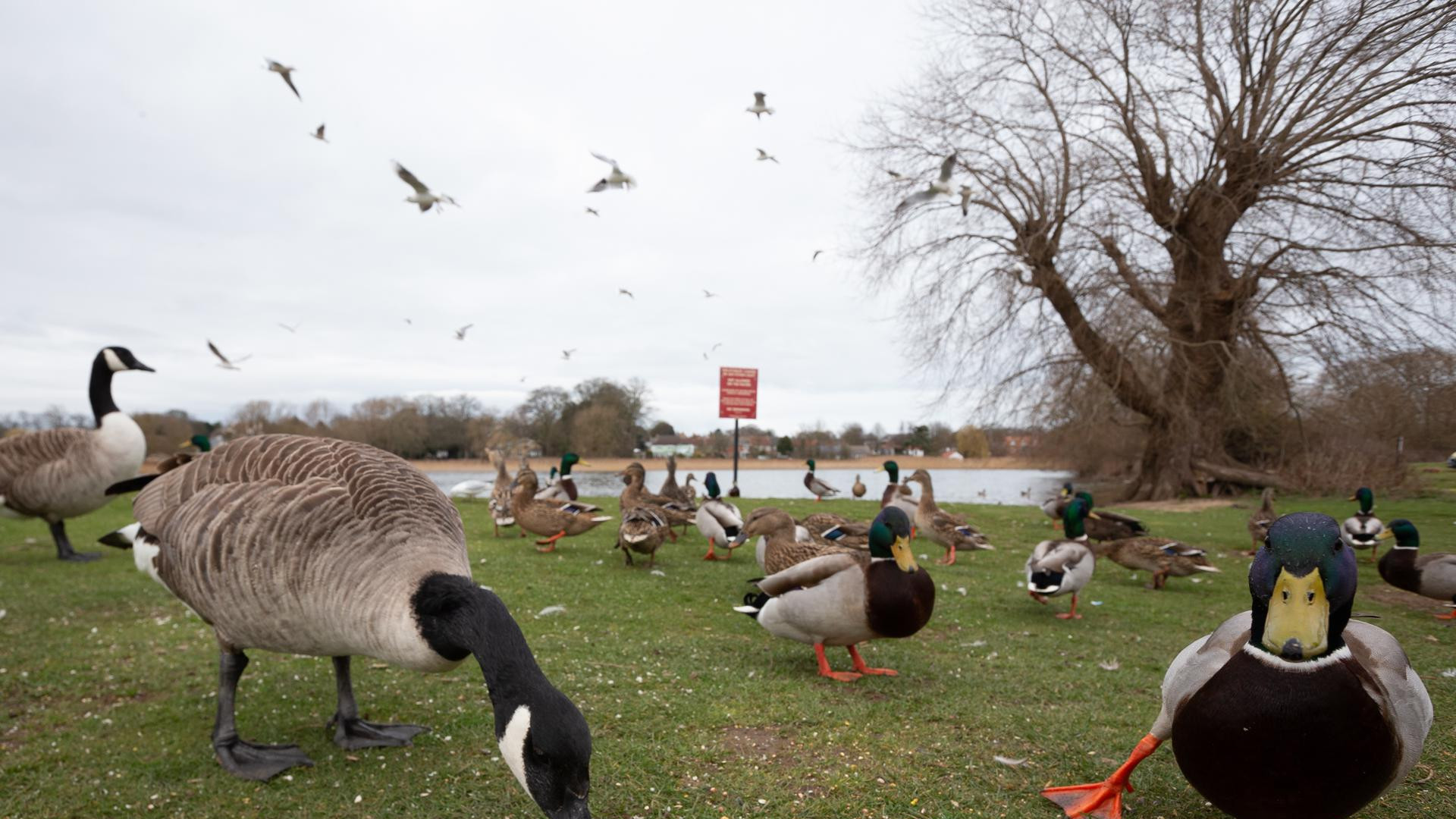 Encuentran cinco patos muertos más en el Parque de María Luisa y decretan el cierre del recinto