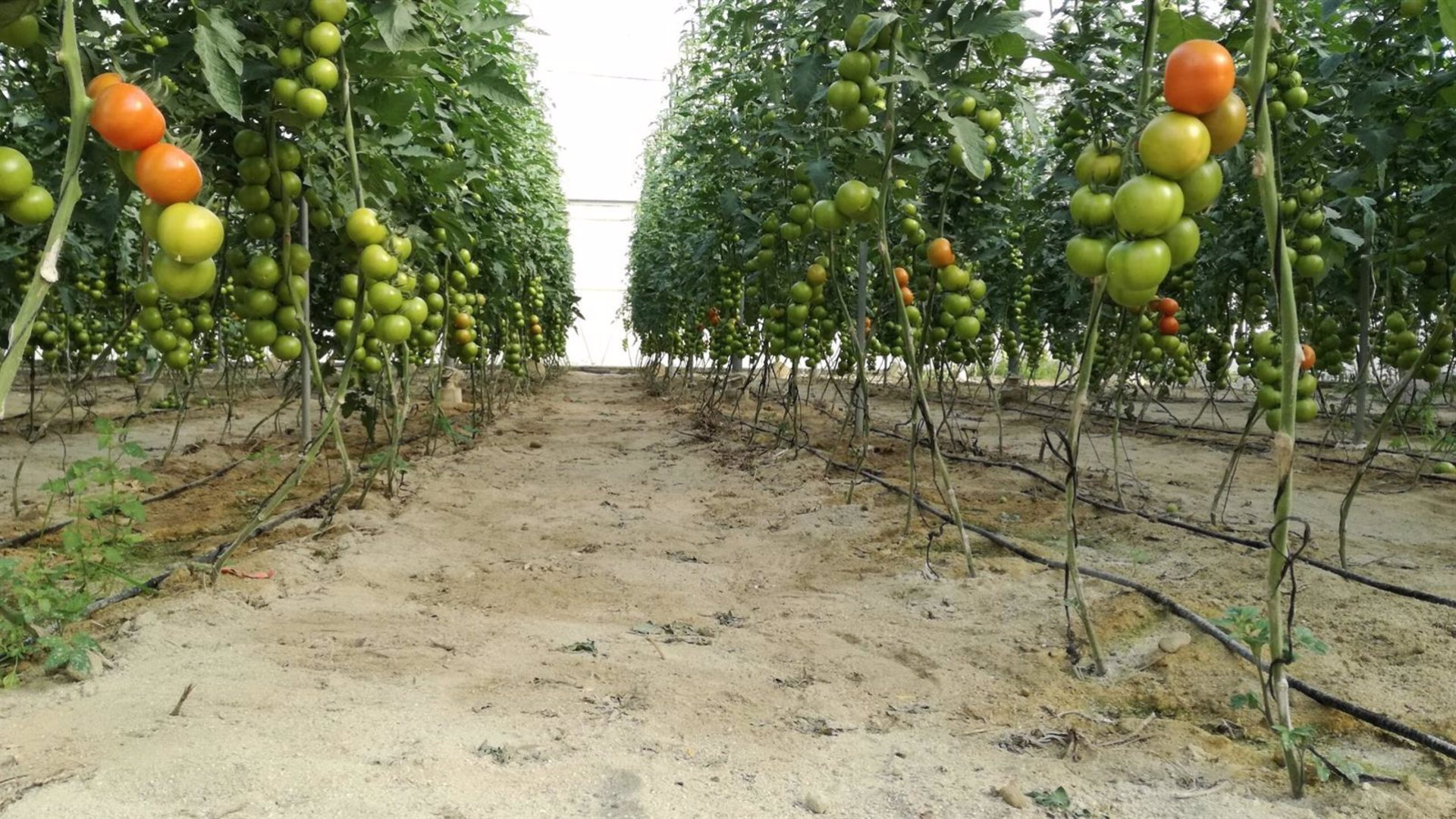 El tomate de la Marina Alta en alerta por una plaga agravada por el calor