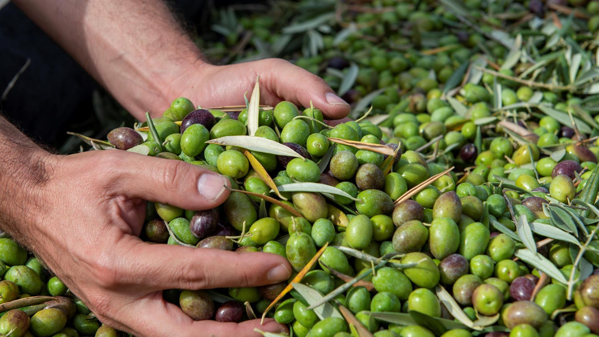 Nueva crisis a la vista con el aceite de oliva: repunte de precios ante una inminente sequía
