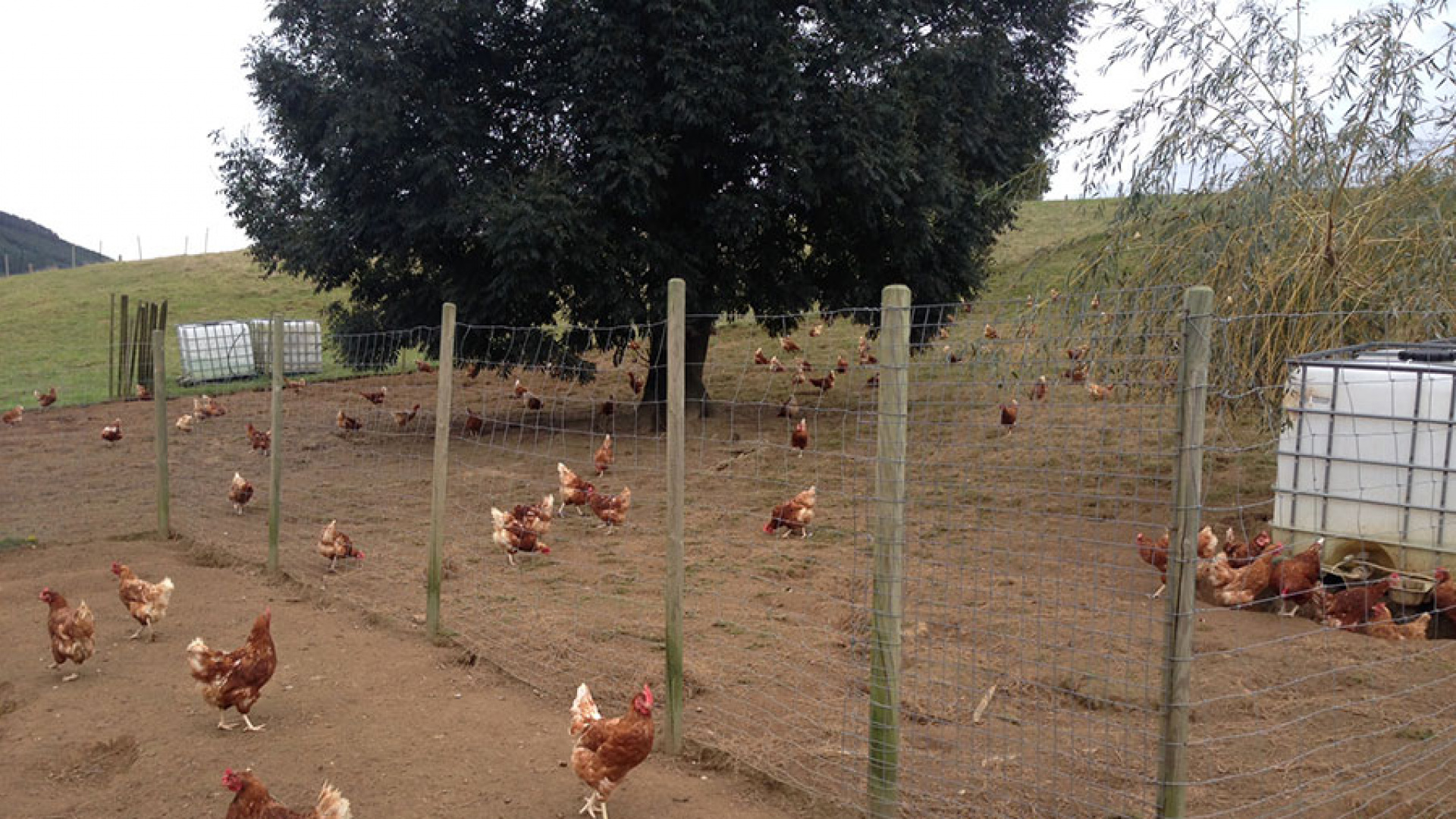 Los granjeros de Cantabria se blindan ante la gripe aviar y alertan sobre el precio del huevo: "Va a subir más..."