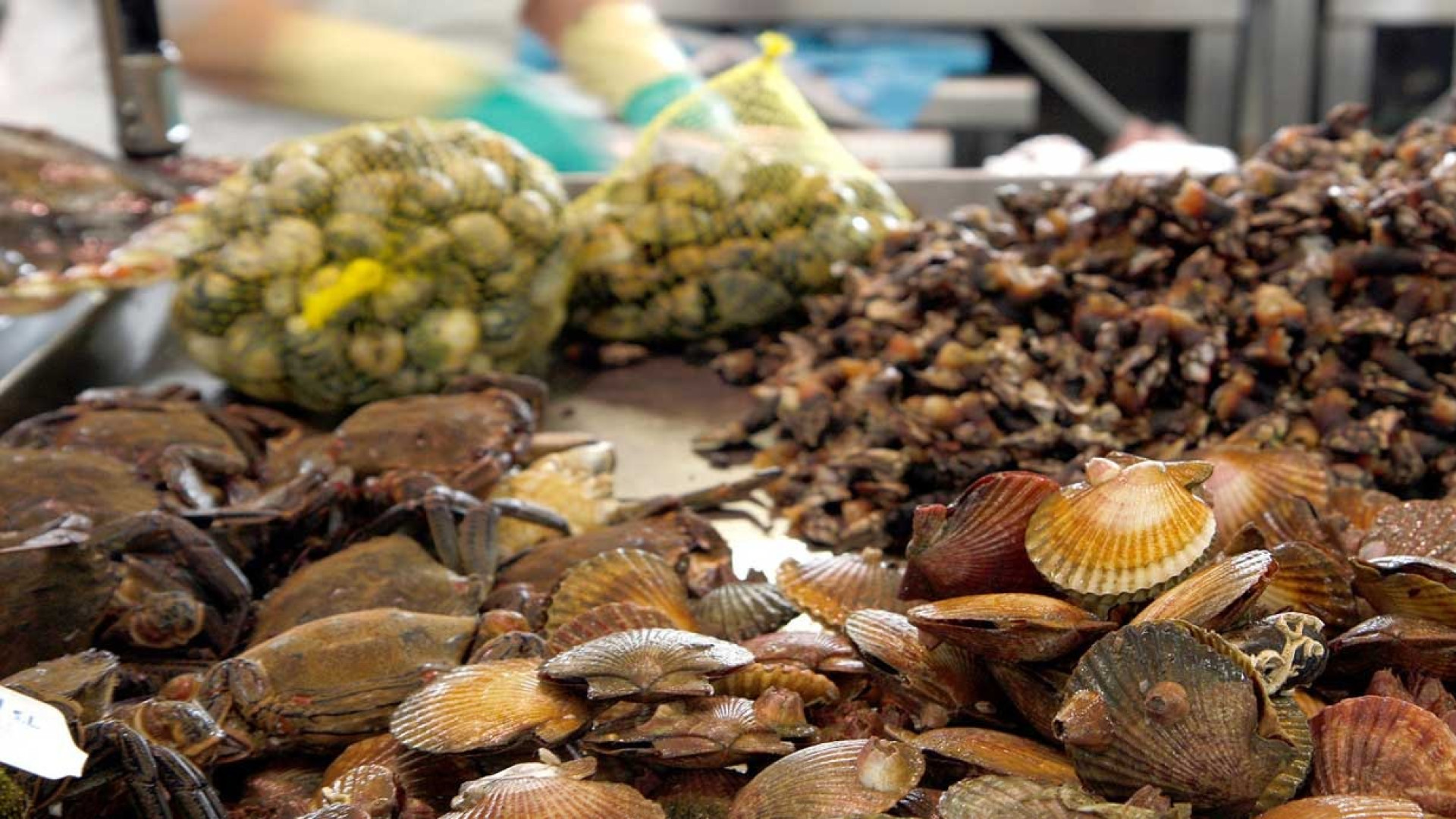 Ferrol inaugura su Festa do Marisco con la vista puesta en el buen tiempo y una oferta adaptada a la escasez en la ría