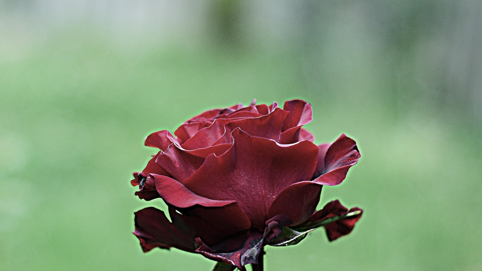 Le He Puesto Una Rosa Fresca