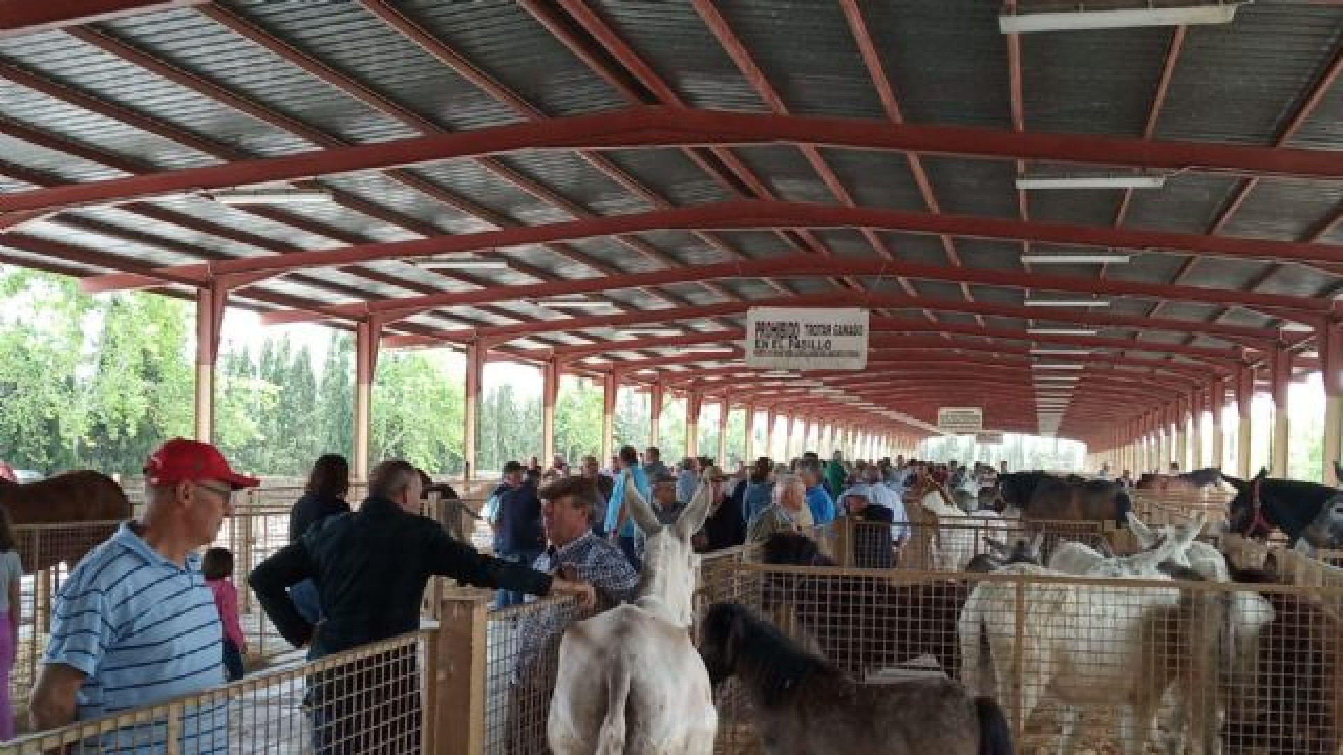 Puerto Lumbreras celebra su histórica feria de ganado equino abierta al mundo rural y la caza